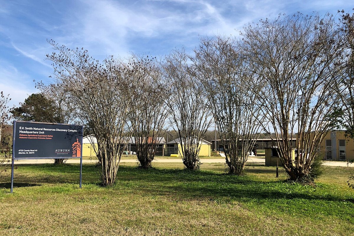 1890s Samford Hall Auburn Alabama