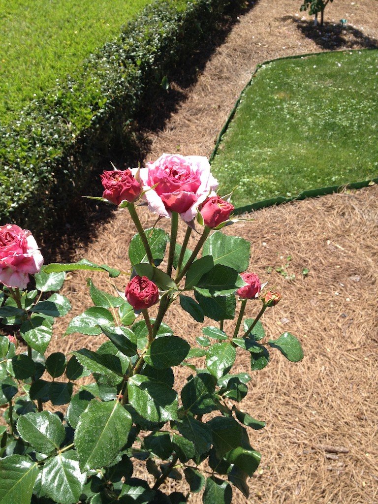 McKay Archives Center