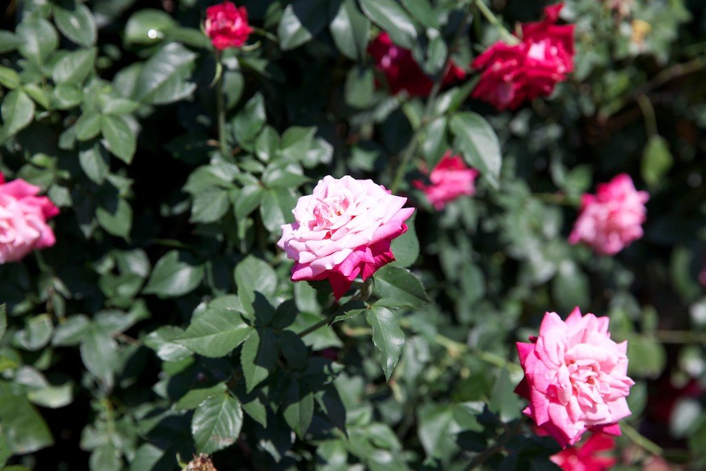 Frank Lloyd Wright LC-USZ62-36384