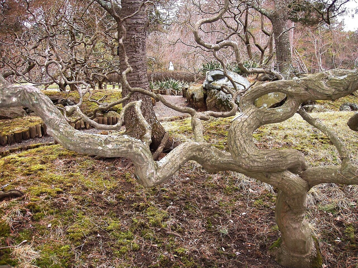 Georgian Court University - Japanese Garden