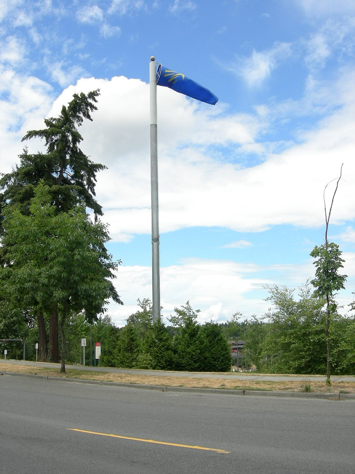 Bellybutton Hedgehog Mushroom