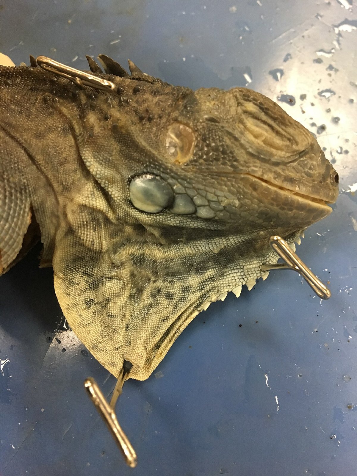 PLU - Xavier Hall detail 02