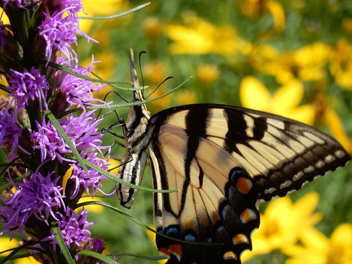 Garden at Penn State Schuylkill 04