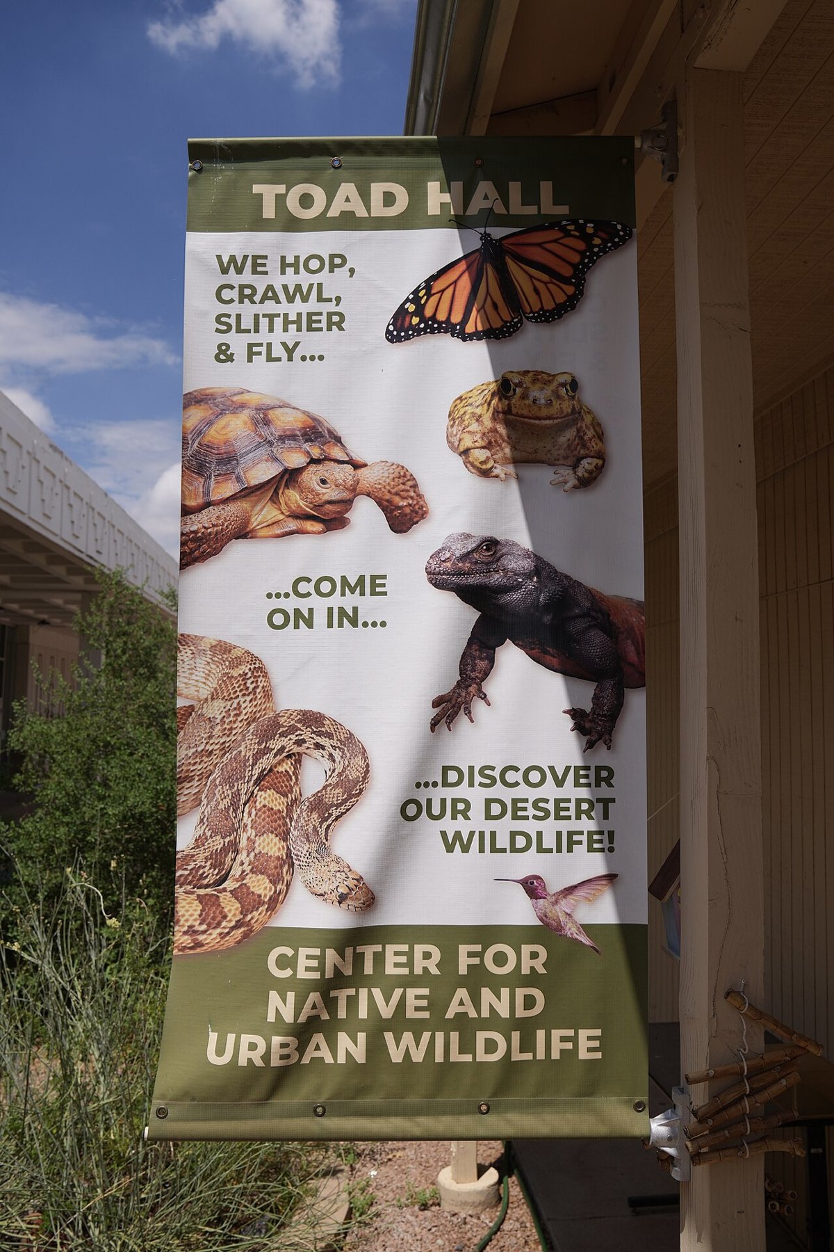 Scottsdale Community College, the buildings are all of modern one level construction