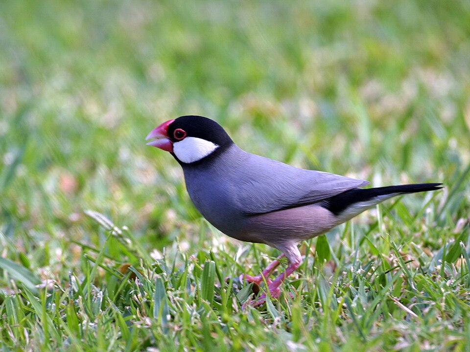 University of Hawaiʻi quadrangle