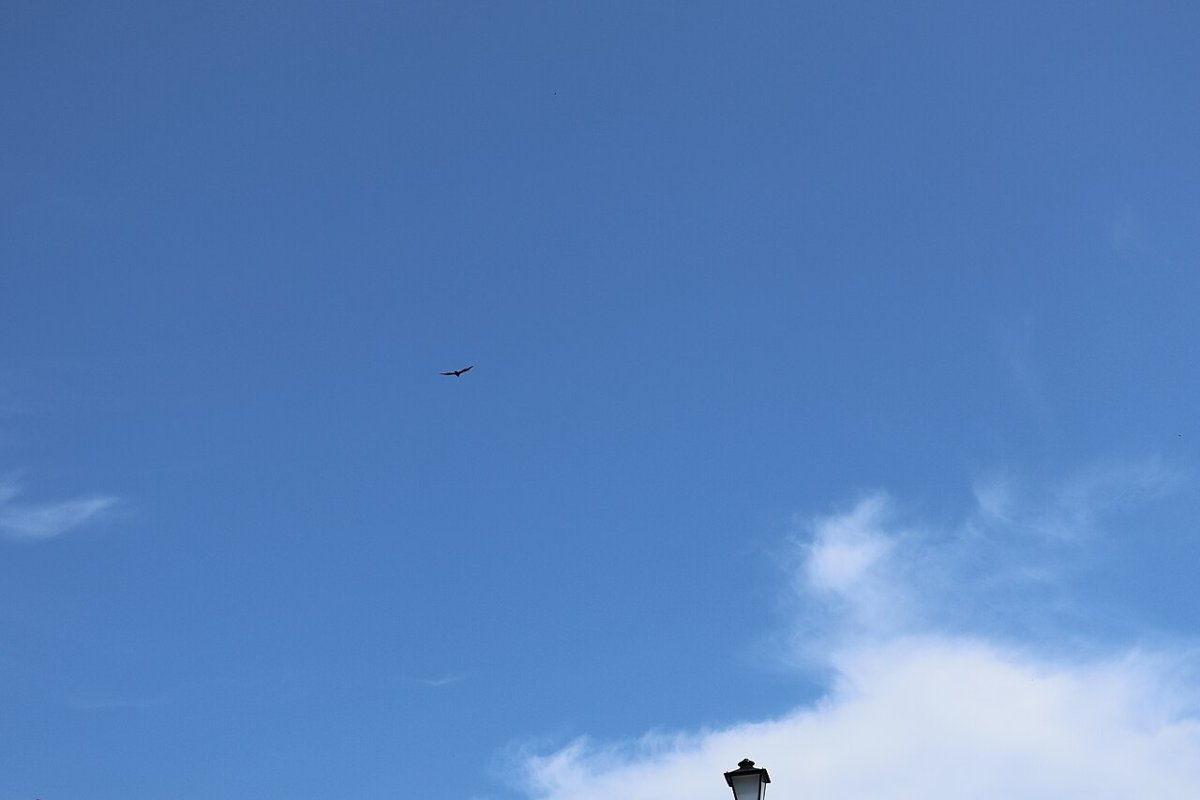 Cameron School of Business