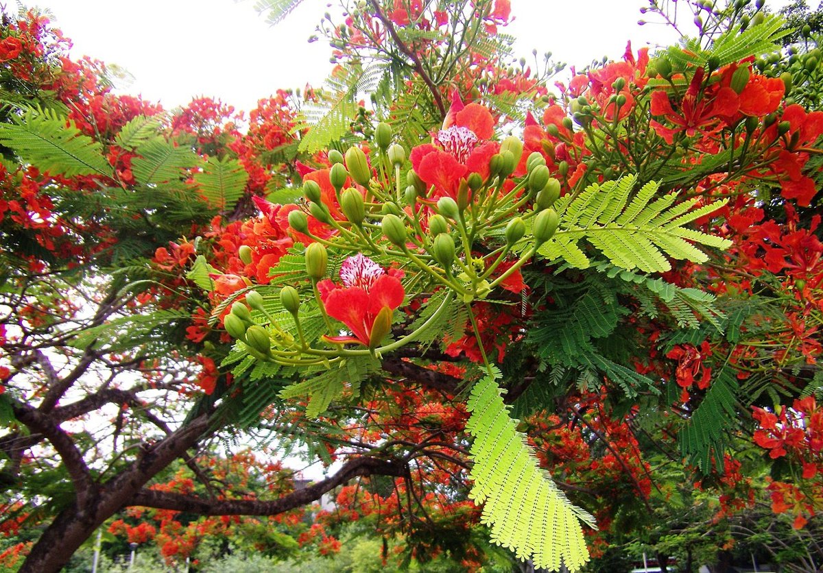 University of Puerto Rico-Carolina campus