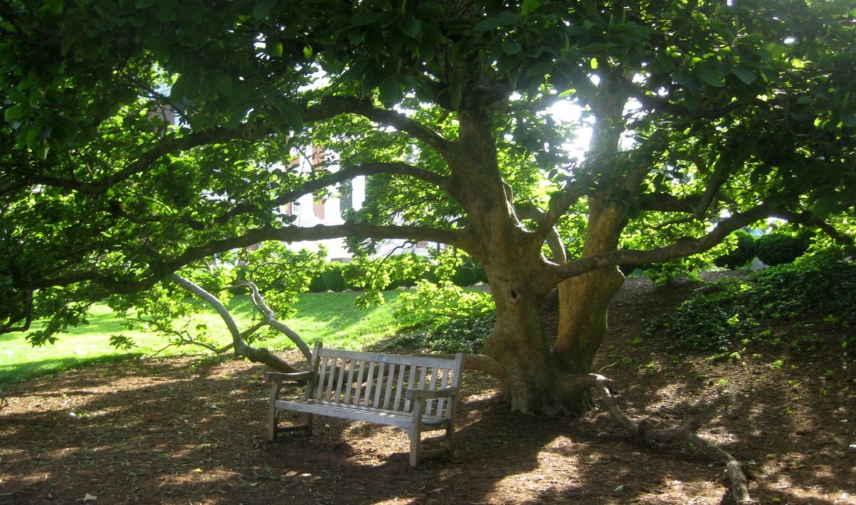 University of Virginia Rotunda in